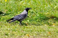 26917 Corvus cornix (Cornacchia grigia)